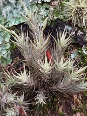 Tillandsia tricholepis