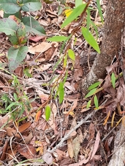 Billardiera scandens