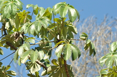Cecropia pachystachya