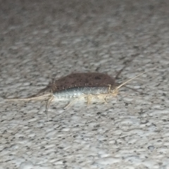 Ctenolepisma longicaudatum