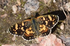 Phyciodes pulchella