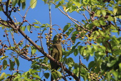 Eupsittula nana