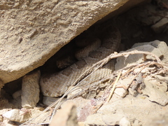 Crotalus oreganus concolor