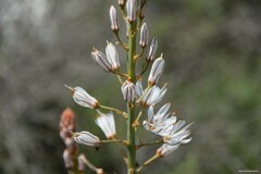 Asphodelus cerasiferus