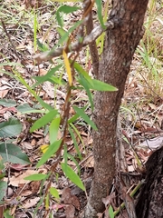 Billardiera scandens