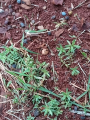 Chevreulia acuminata