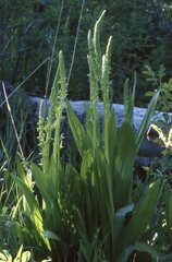 Platanthera tescamnis