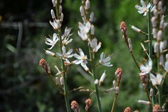 Asphodelus cerasiferus