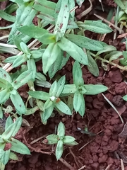 Chevreulia acuminata