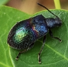 Ecnolagria