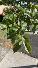 Carpinus betulus