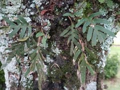 Pleopeltis pleopeltifolia