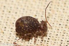 Ptenothrix