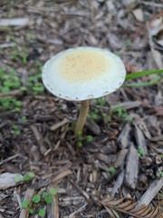 Leratiomyces percevalii