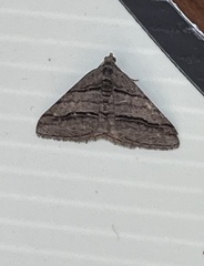 Digrammia continuata