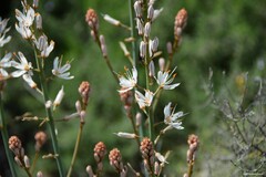 Asphodelus cerasiferus