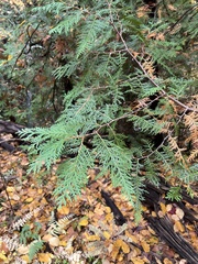 Thuja occidentalis