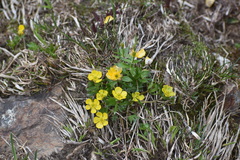 Ranunculus eschscholtzii