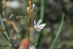 Asphodelus cerasiferus