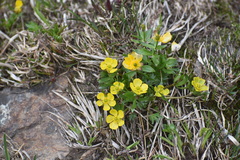 Ranunculus eschscholtzii