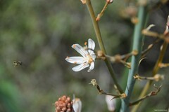 Asphodelus cerasiferus