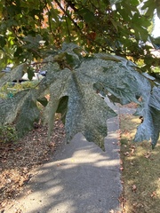 Acer macrophyllum