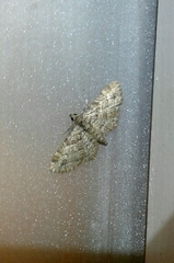 Gymnoscelis rufifasciata