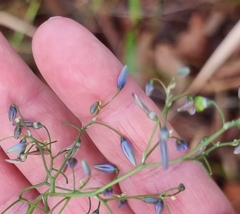 Dianella longifolia