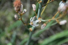 Asphodelus cerasiferus
