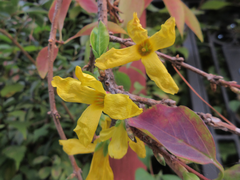 Forsythia koreana