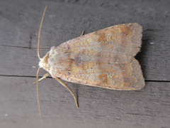 Diarsia canescens