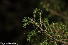 Erica arborea