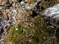 Mannia gracilis
