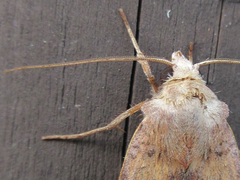 Diarsia canescens