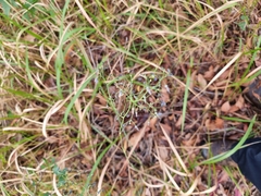 Dianella longifolia