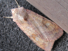 Diarsia canescens