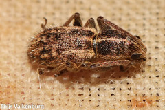 Andrion regensteinense