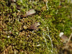 Mannia gracilis