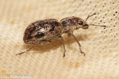 Andrion regensteinense