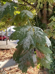 Acer macrophyllum