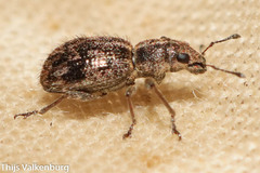 Andrion regensteinense