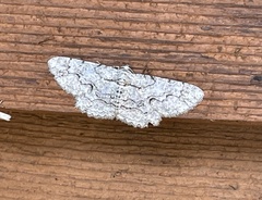 Iridopsis defectaria