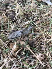Arilus cristatus