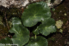 Umbilicus rupestris