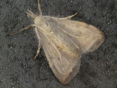 Udea ferrugalis
