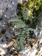 Pellaea wrightiana image