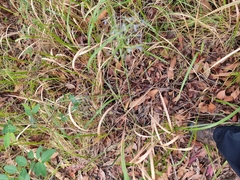 Dianella longifolia