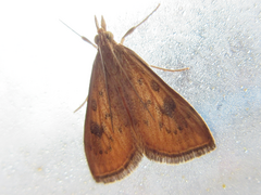 Udea ferrugalis