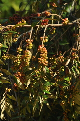 Xylopia sericea