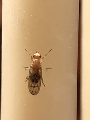 Dryomyza anilis